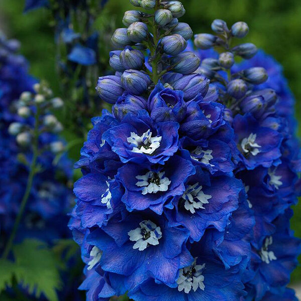 4212889_delphinium_x_cultorum_blue_bird_02_2