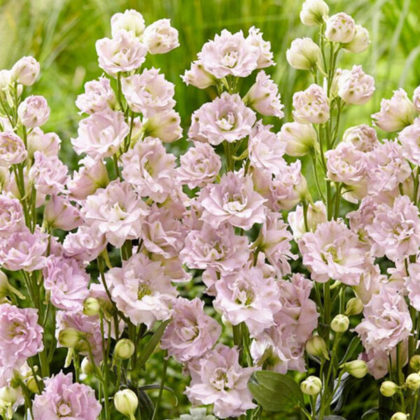 6222909_delphinium_cinderella_01