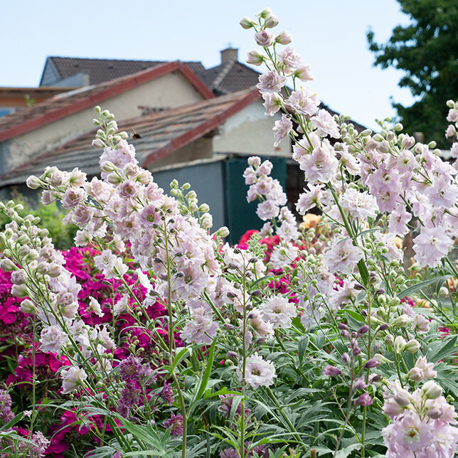 6222909_delphinium_cinderella_02