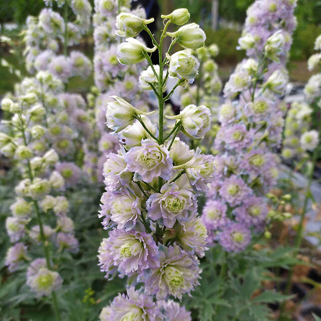 6223539_delphinium_highlander_crystal_delight_02