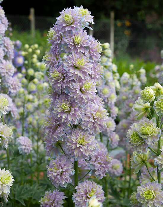 6223539_delphinium_highlander_crystal_delight_04