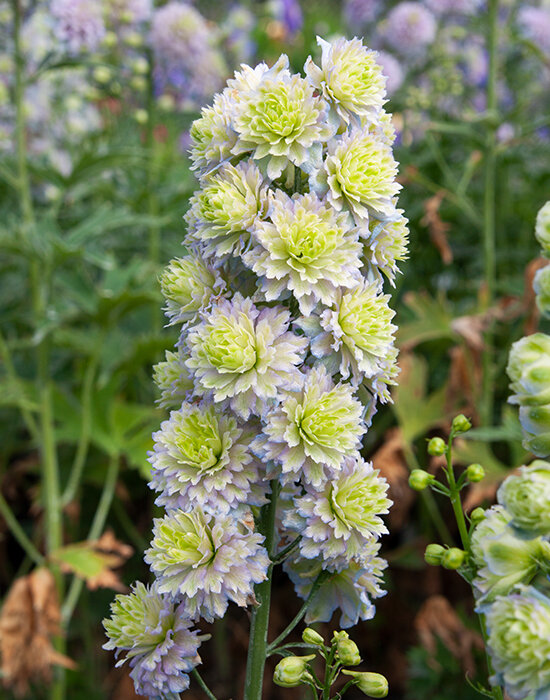 6223539_delphinium_highlander_crystal_delight_06