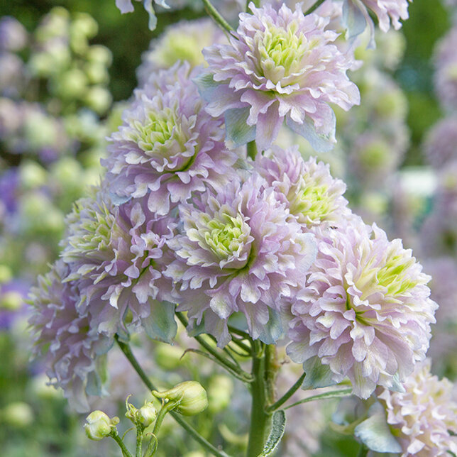 6223539_delphinium_highlander_crystal_delight_07