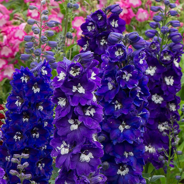 4212364_delphinium_x_cultorum_dark_blue_white_bee_02