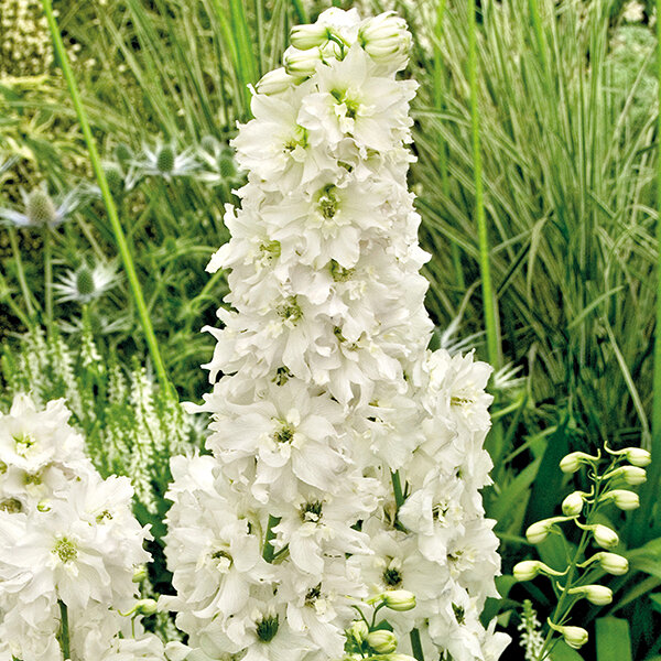 3200739_delphinium_elatum_pure_whitea_01_2