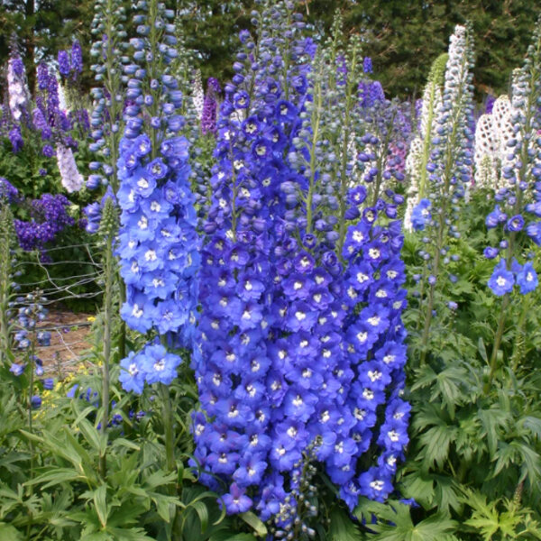 4212841_delphinium_x_cultorum_royal_aspirations_02