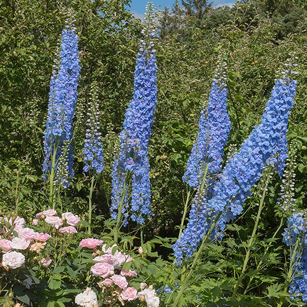 4252609_delphinium_summer_skies_01