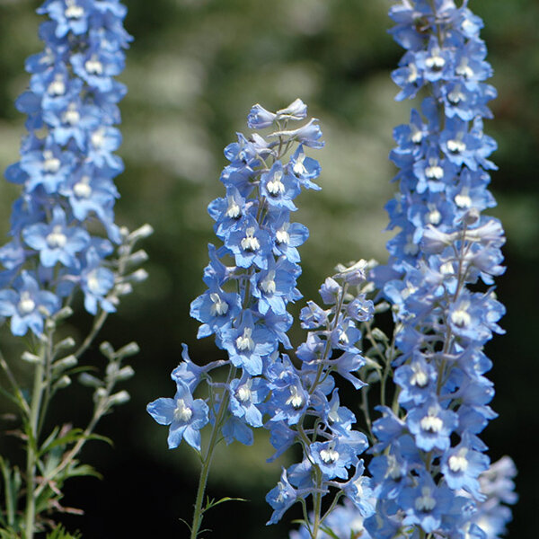 4252609_delphinium_summer_skies_02