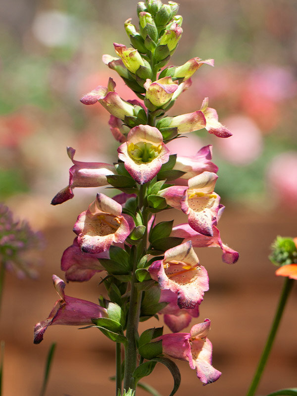 6212566_digiplexis_falcon_fire_02