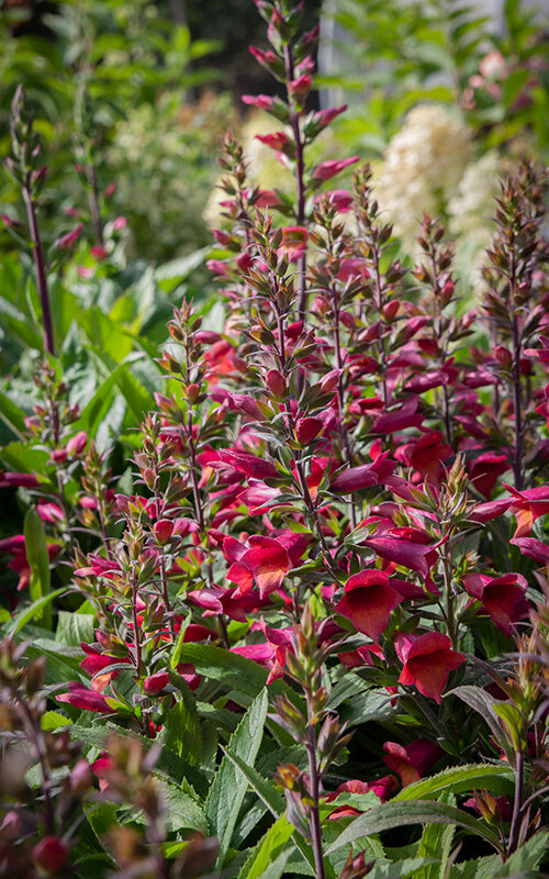 6250942_digiplexis_illumination_raspberry_01