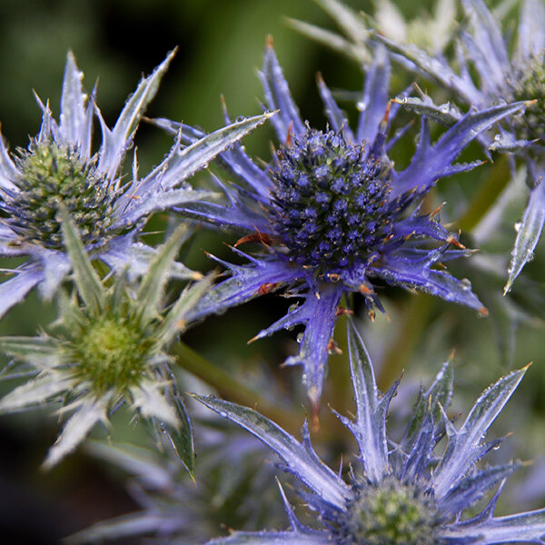 7233958_eryngium_violetta_02