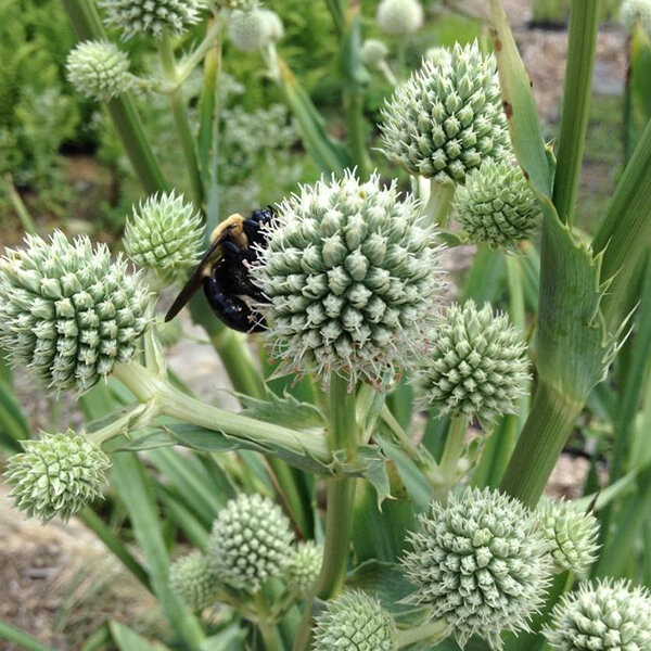 4254220_eryngium_yuccifolium_02