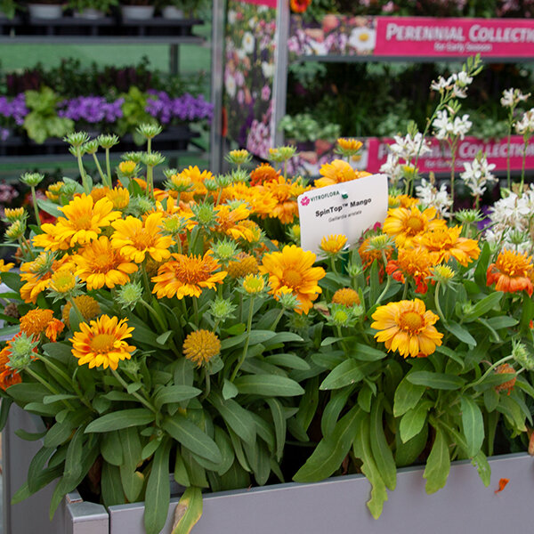 5233934_gaillardia_spintop_mango_03