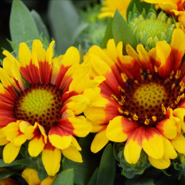 7251590_gaillardia_spintop_red_starbust_02