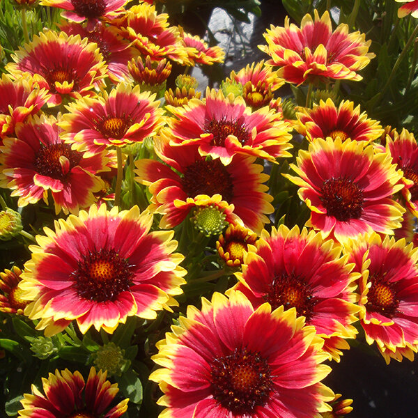7242935_gaillardia_sunset_snappy_01