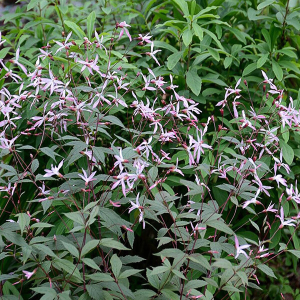 3243997_gillenia_pink_profusion_01