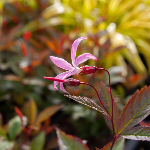 3243997_gillenia_pink_profusion_02