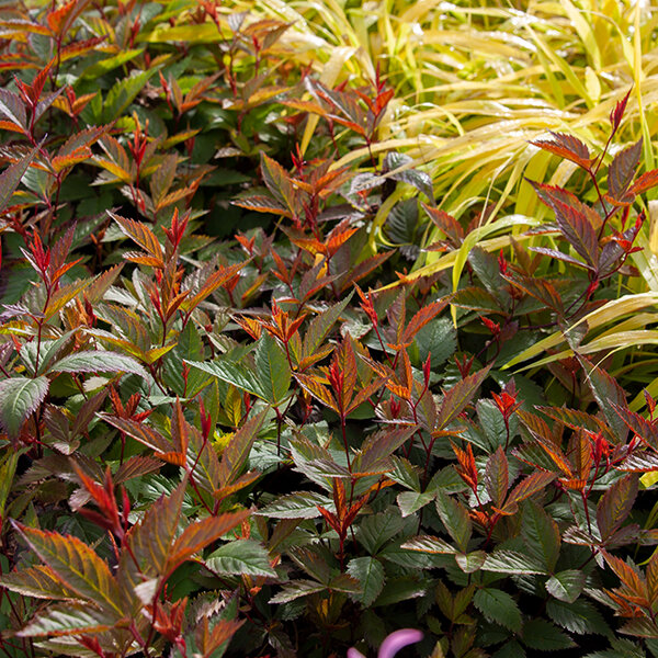 3243997_gillenia_pink_profusion_03