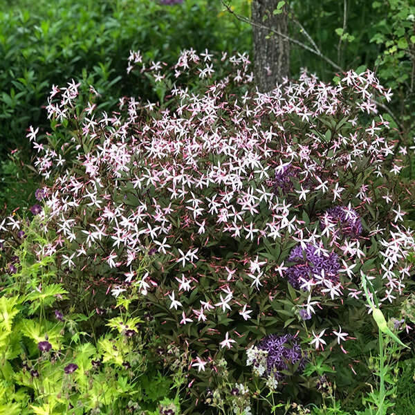 3243997_gillenia_pink_profusion_04