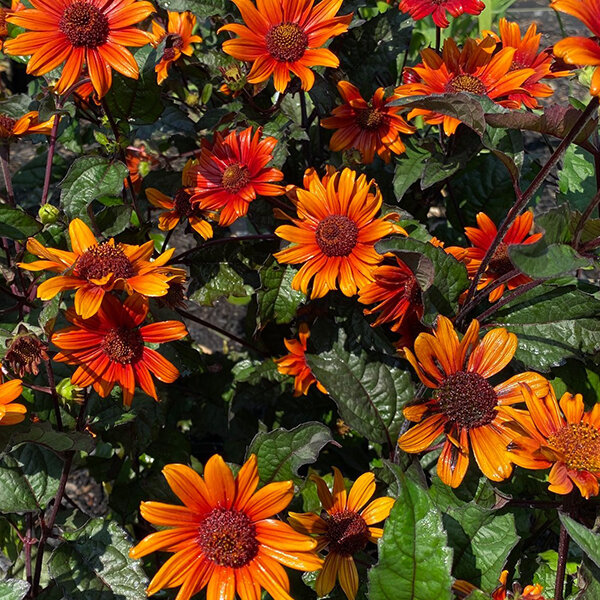 3253643_heliopsis_fire_twister_02