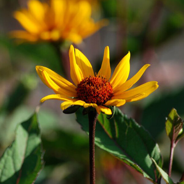 3232994_heliopsis_summer_night_02