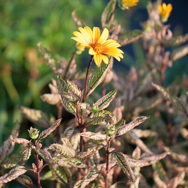 3252200_heliopsis_summer_pink_02