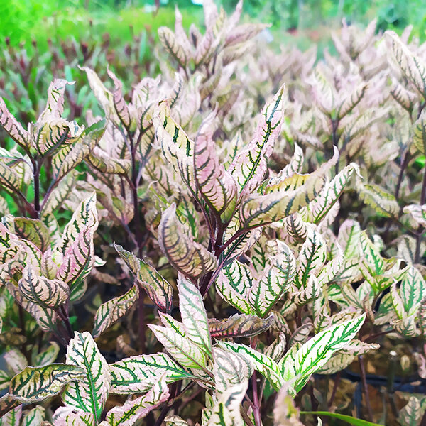 3252200_heliopsis_summer_pink_04