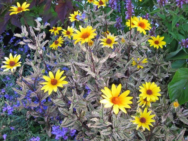 3252200_heliopsis_summer_pink_05