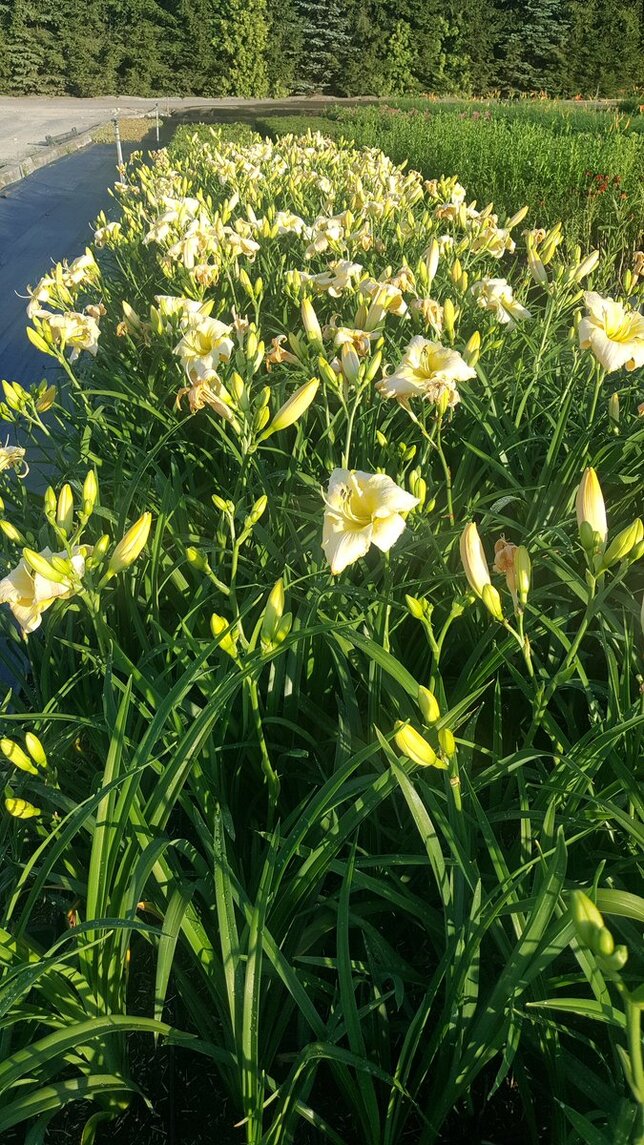 3222721_hemerocallis_arctic_snow_01