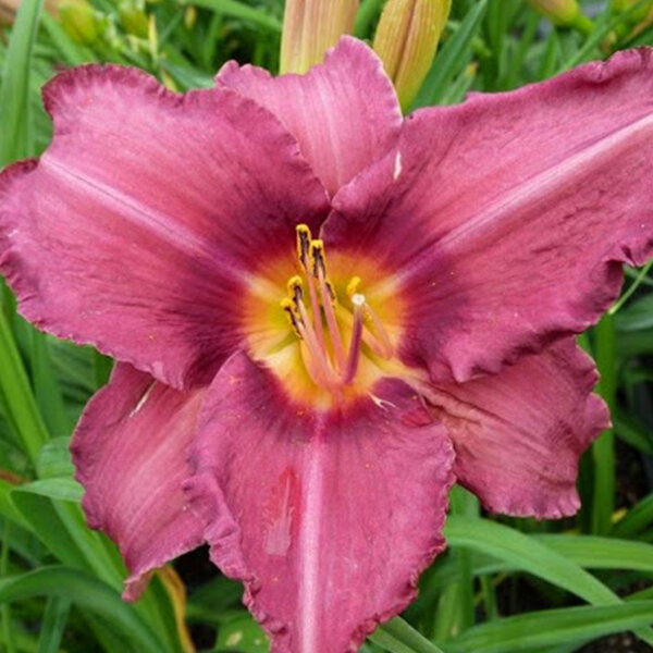 9242252_hemerocallis_byzantine_emperor_01