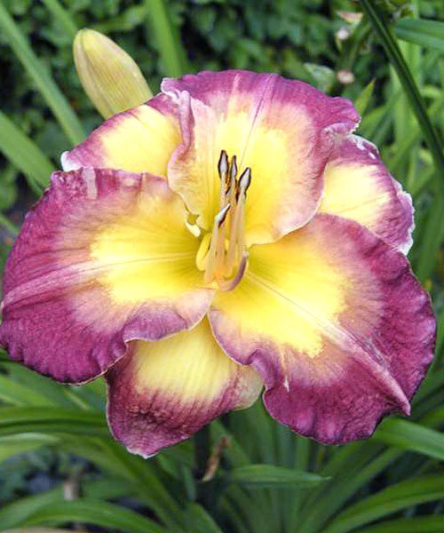 9251020_hemerocallis_cheese_and_wine_01