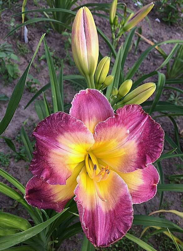 9251020_hemerocallis_cheese_and_wine_02