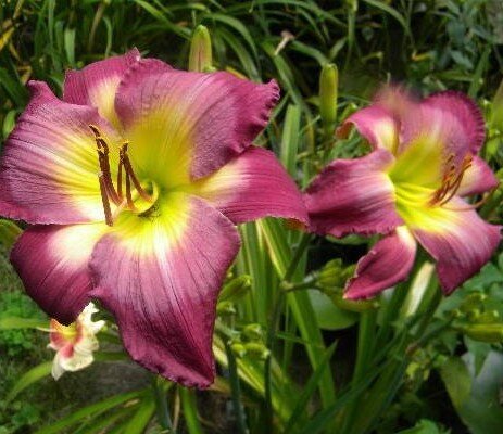 9251020_hemerocallis_cheese_and_wine_03