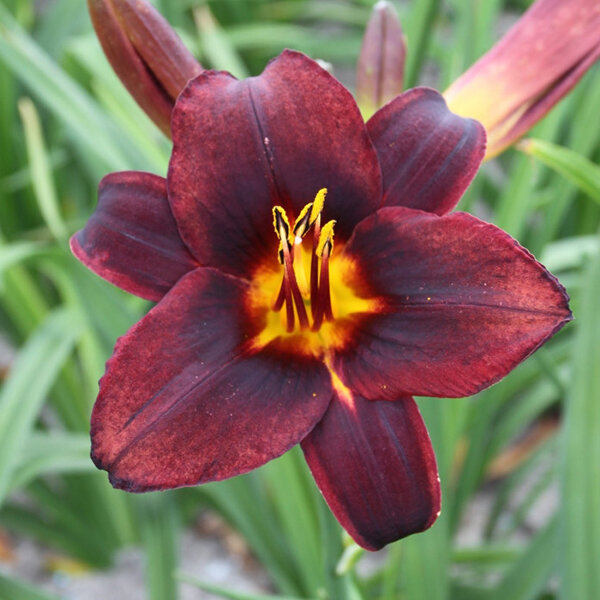 3254576_hemerocallis_chocolate_candy_01