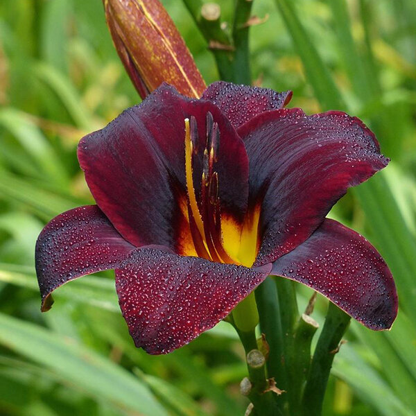 3254576_hemerocallis_chocolate_candy_02