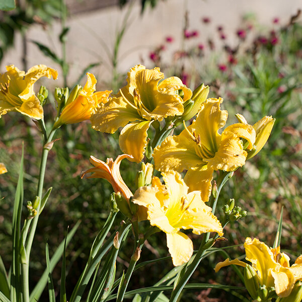 08202166_hemerocallis_lime_mango_01