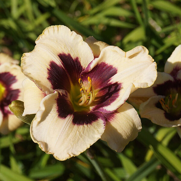 4220883_hemerocallis_piano_man_01