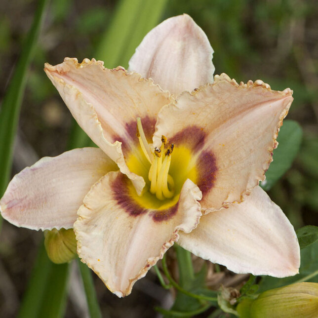 9250882_hemerocallis_royal_bird_01
