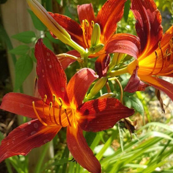 6252325_hemerocallis_sammy_russell_01