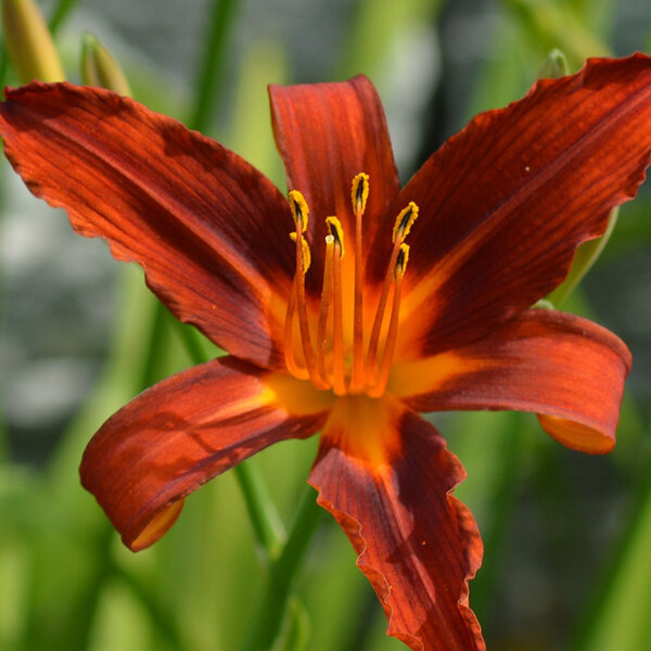 6252325_hemerocallis_sammy_russell_02
