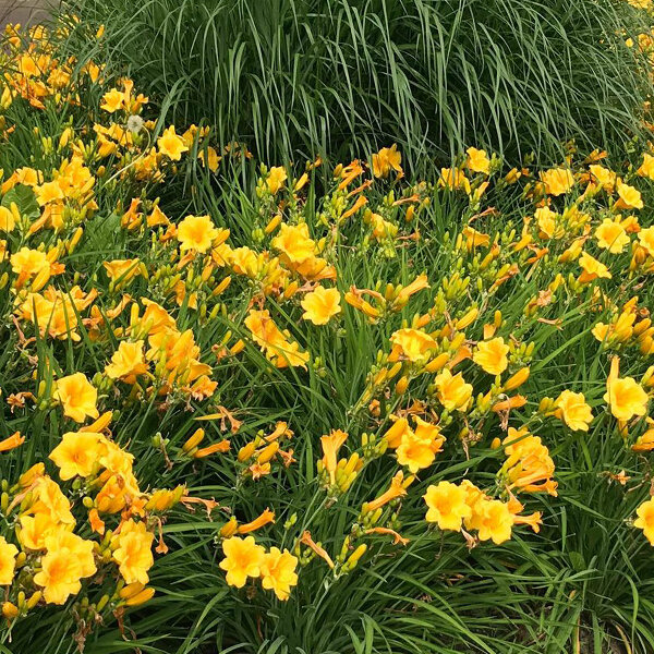 4250238_hemerocallis_stella_deoro_02