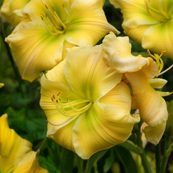 8254770_hemerocallis_tequila_and_lime_01