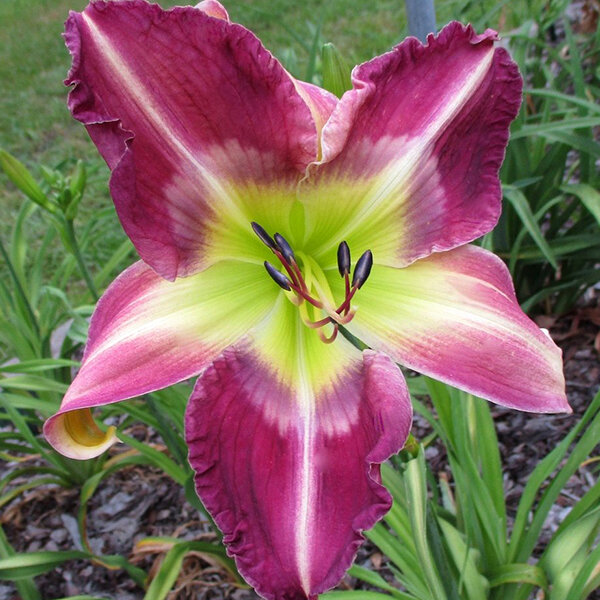 3233784_hemerocallis_waterdragon_01