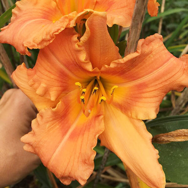 08201368_hemerocallis_when_robins_sing_01