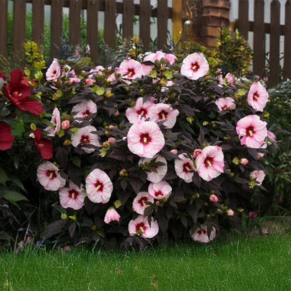 7254750_hibiscus_perfect_storm_01