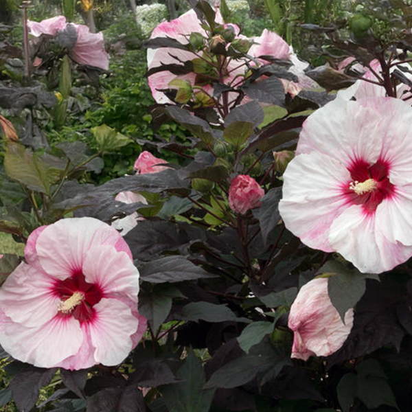 7254750_hibiscus_perfect_storm_02