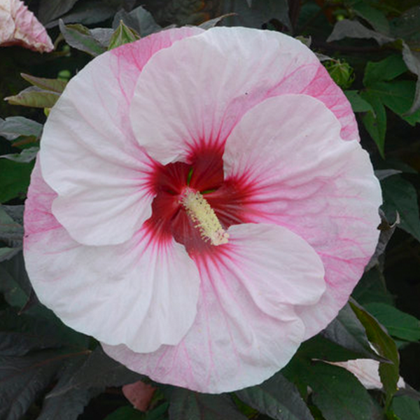 7254750_hibiscus_perfect_storm_03