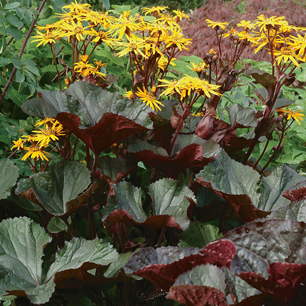 9223015_ligularia_marie_crawford_01