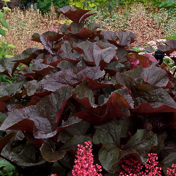 9223015_ligularia_marie_crawford_02