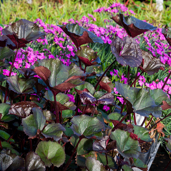 9223015_ligularia_marie_crawford_03